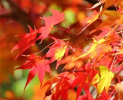 紅葉